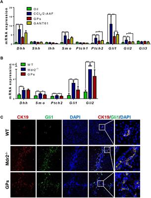 Gypenosides ameliorate ductular reaction and liver fibrosis via inhibition of hedgehog signaling